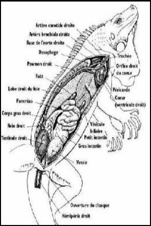 Coupe anatomique d’un iguane mâle
