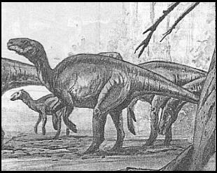 L’iguanodon - de la famille de l’iguanodonte - a vécu tout au début du Crétacé, il y a environs, 110 à 130 millions d’années.